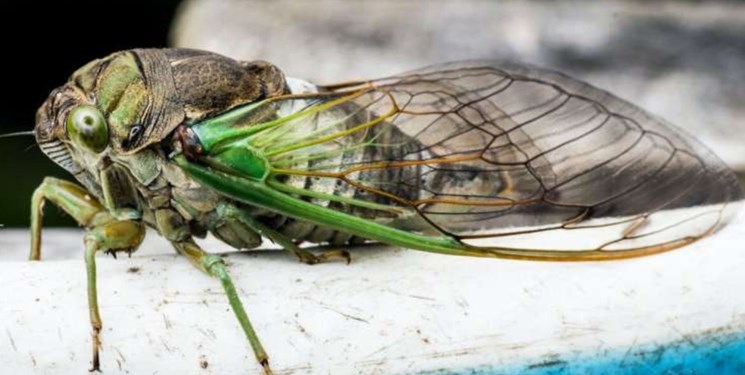 14020425000188 Test PhotoN