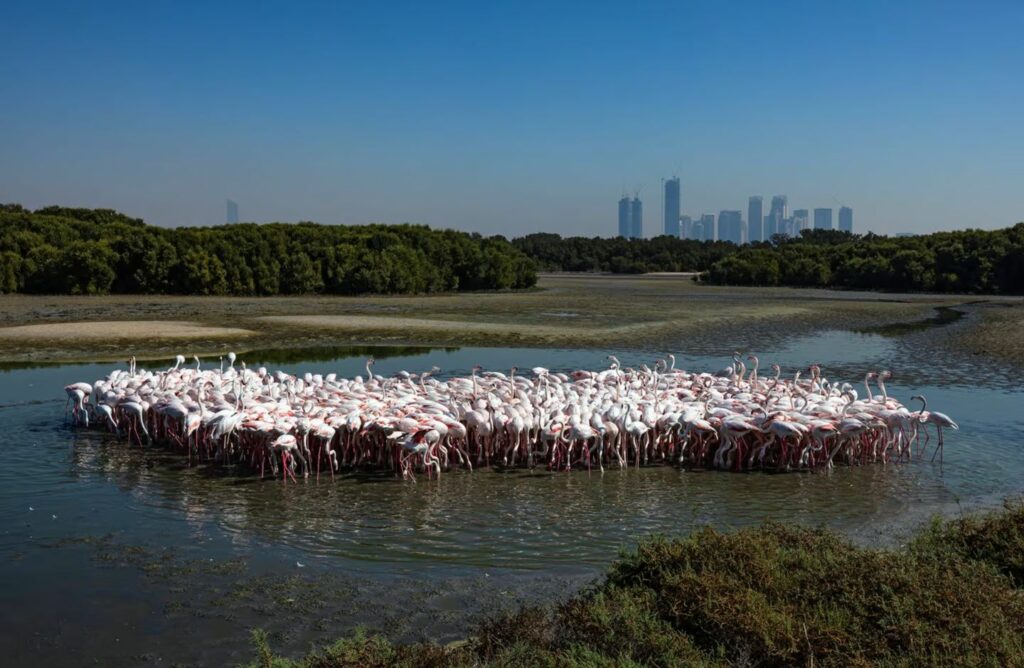 مسابقه عکاسی مانگرو 2023