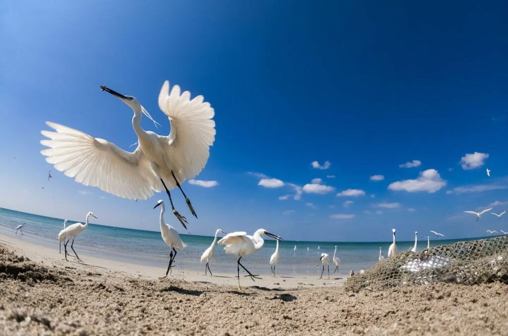 مسابقه عکاسی مانگرو 2023