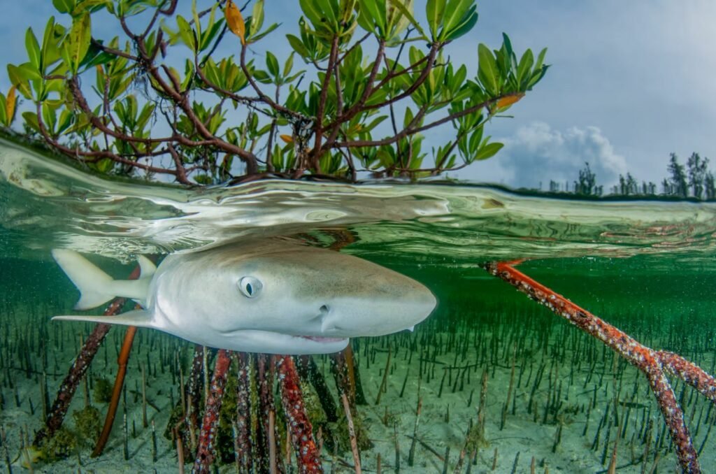 مسابقه عکاسی مانگرو 2023