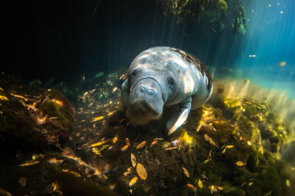 مسابقه عکاسی مانگرو 2023