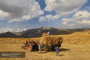 مطالبات گندمکاران تا پایان مهر ماه تسویه می‌شود