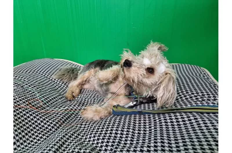 1702688509 884 شکل سر سگ‌ها می‌تواند بر مقدار خواب آنها اثرگذار باشد.webp