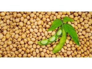 هیچ مشکلی در کنجاله سویا نداریم