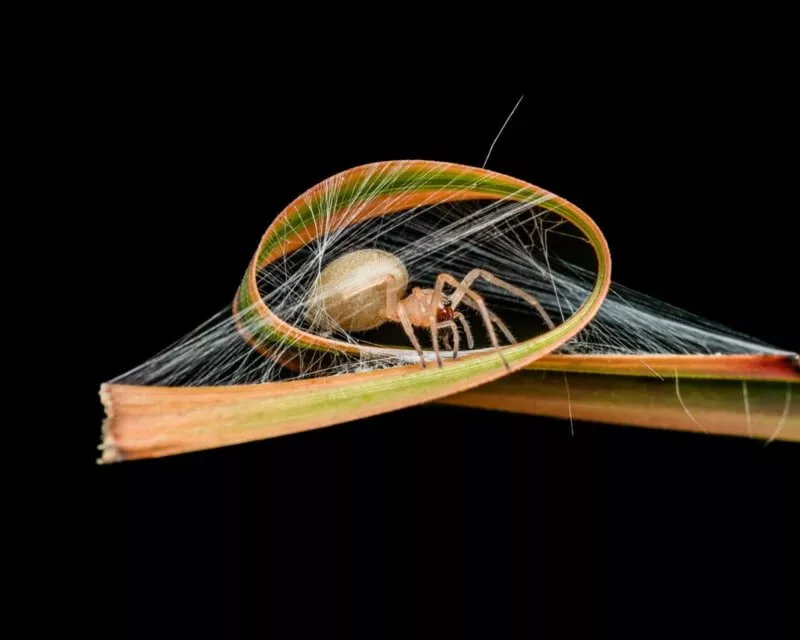 1705082009 38 برندگان مسابقه عکاسی کلوزآپ سال 2023 اظهار شدند عکس.webp