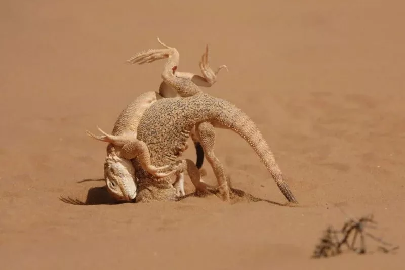 1705082009 716 برندگان مسابقه عکاسی کلوزآپ سال 2023 اظهار شدند عکس.webp