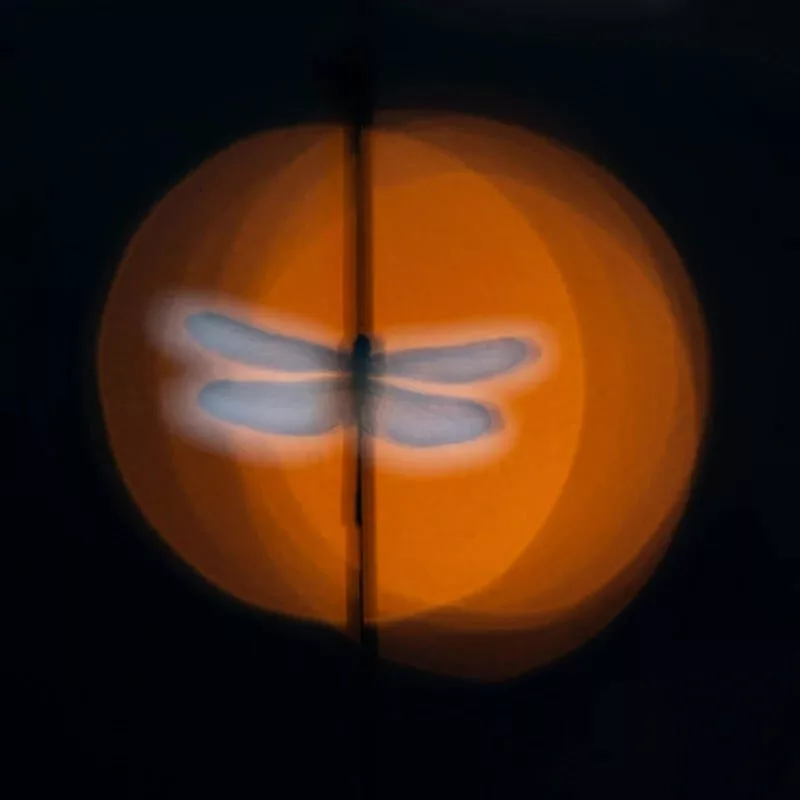 1705082010 106 برندگان مسابقه عکاسی کلوزآپ سال 2023 اظهار شدند عکس.webp