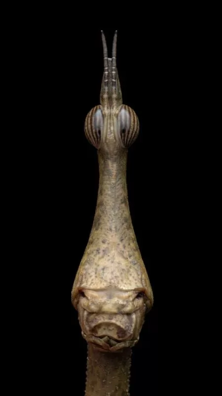 1705082010 277 برندگان مسابقه عکاسی کلوزآپ سال 2023 اظهار شدند عکس.webp