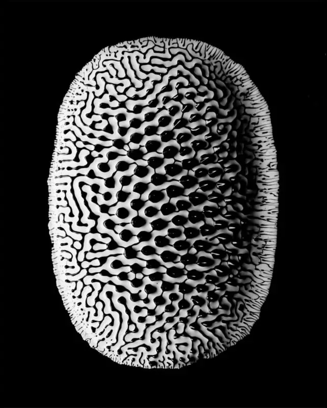 1705082010 79 برندگان مسابقه عکاسی کلوزآپ سال 2023 اظهار شدند عکس.webp