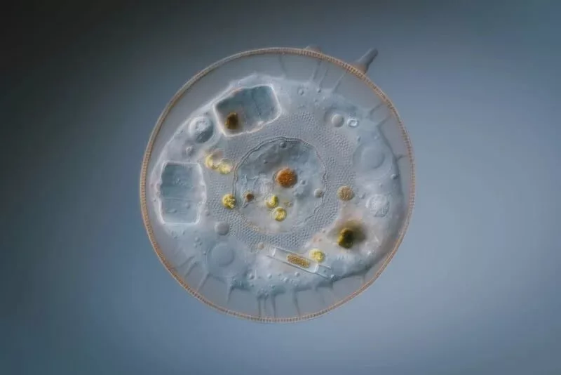 1705082010 975 برندگان مسابقه عکاسی کلوزآپ سال 2023 اظهار شدند عکس.webp