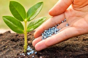 اصلاح بذر‌ها تا سه برابر تولید محصولات را افزایش می‌دهد/باید در تولید کود و سموم به روز شویم