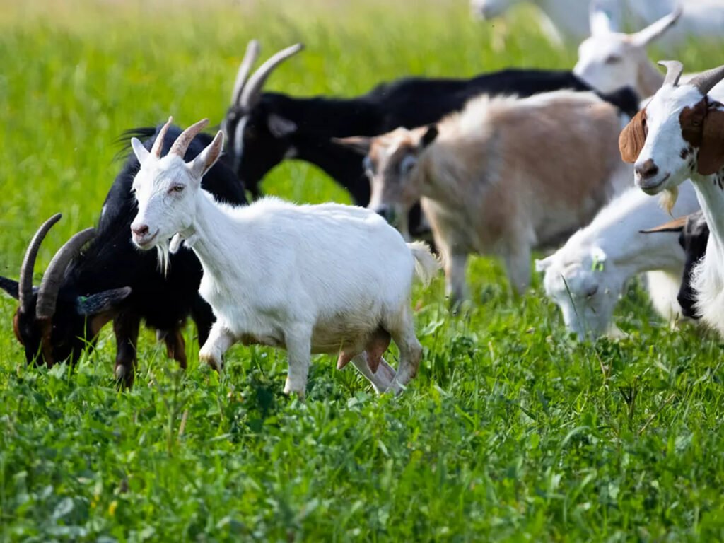 1707676984 26 بزها می‌توانند شاد یا عصبی‌بودن انسان‌ را از طریق صدای