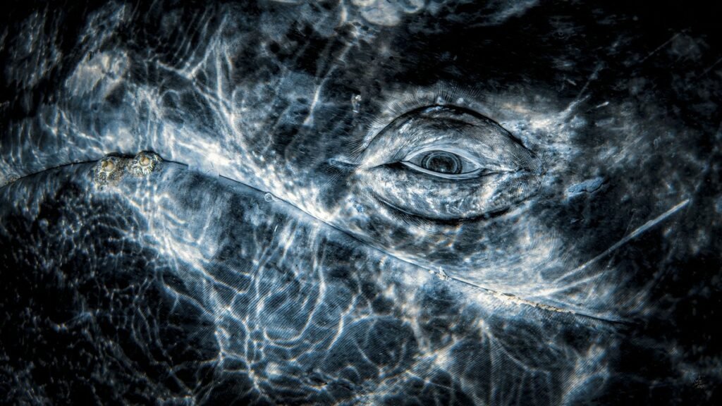 برنده مسابقه عکاسی زیر آب 2024 معارفه شد؛ عکس هولناک اسکلت یک وال 30 مسابقه عکاسی زیر آب 2024