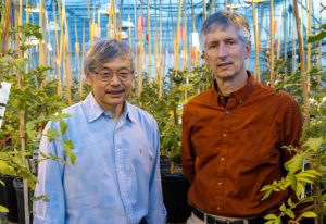 دستکاری ژنتیکی سیب زمینی ها