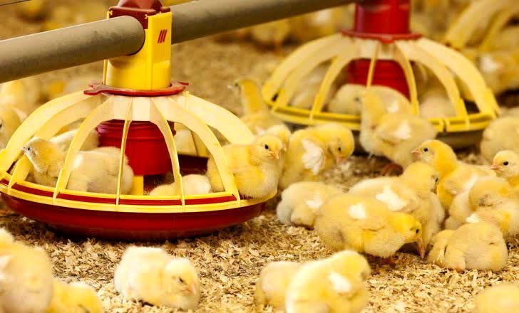 جوجه‌ریزی بهمن ماه به ۱۵۲ میلیون قطعه رسید