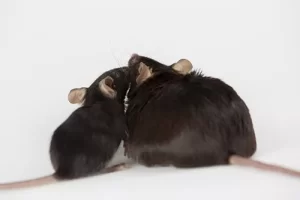 چاقی عملکرد طبیعی کبد را مختل می‌کند