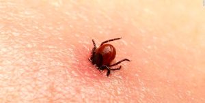 هر آنچه که باید درباره‌ی تب کریمه کنگو بدانید