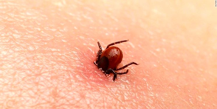 هر آنچه که باید درباره‌ی تب کریمه کنگو بدانید