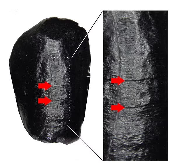 چرا نئاندرتال ها منقرض شدند؟_دانشجو 12 1717476112 538 چرا نئاندرتال ها منقرض شدند؟ دانشجو