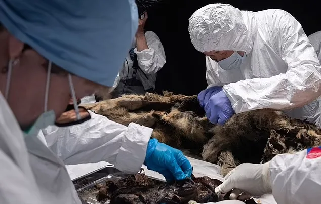 کشف باقی مانده سالم یک گرگ باستانی متعلق به 44 هزار سال پیش در سیبری + ویدیو_دانشجو 20 1719377338 205 کشف باقی مانده سالم یک گرگ باستانی متعلق به 44.webp