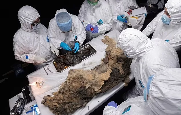 کشف باقی مانده سالم یک گرگ باستانی متعلق به 44 هزار سال پیش در سیبری + ویدیو_دانشجو 22 1719377338 363 کشف باقی مانده سالم یک گرگ باستانی متعلق به 44.webp