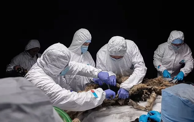 کشف باقی مانده سالم یک گرگ باستانی متعلق به 44 هزار سال پیش در سیبری + ویدیو_دانشجو 21 1719377338 527 کشف باقی مانده سالم یک گرگ باستانی متعلق به 44.webp