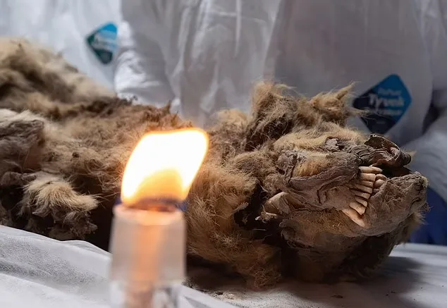 کشف باقی مانده سالم یک گرگ باستانی متعلق به 44 هزار سال پیش در سیبری + ویدیو_دانشجو 18 1719377338 977 کشف باقی مانده سالم یک گرگ باستانی متعلق به 44.webp