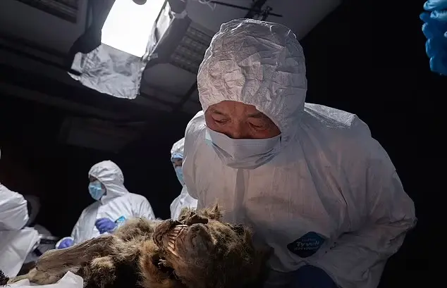 کشف باقی مانده سالم یک گرگ باستانی متعلق به 44 هزار سال پیش در سیبری + ویدیو_دانشجو 23 1719377339 946 کشف باقی مانده سالم یک گرگ باستانی متعلق به 44.webp