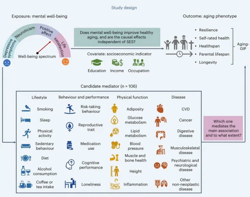 خوردن پنیر احتمالاً روی پیری تاثیر مثبتی دارد