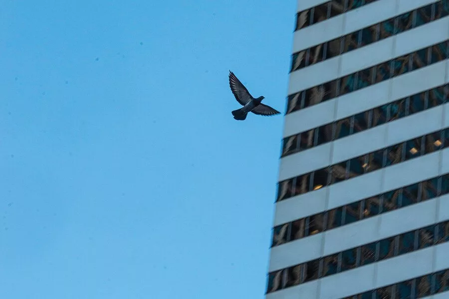 سالانه بیشتر از یک میلیارد پرنده در ایالات متحده قربانی برخورد با پنجرهها میشوند_دانشجو 8 1723139338 871 سالانه بیشتر از یک میلیارد پرنده در ایالات متحده قربانی.webp