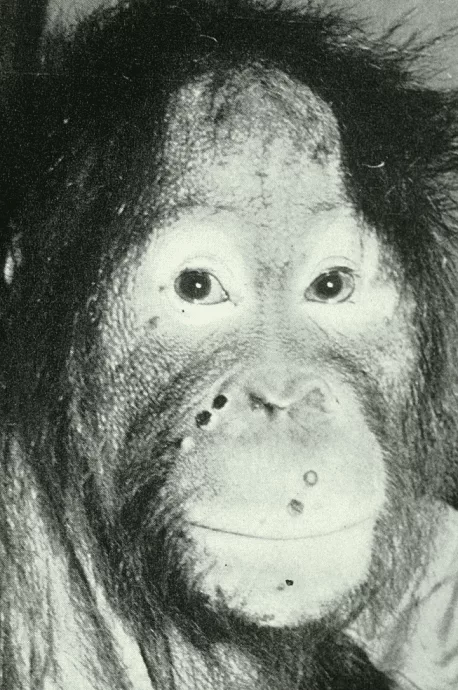 1724261778 54 آشنایی با ام‌پاکس، علائم، تشخیص و درمان در ۲۰۲۴ دیجیاتو دانشجو.webp