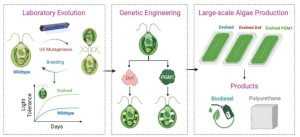 این جلبک می‌تواند دی‌اکسید‌کربن را به پلاستیک تجزیه‌پذیر تبدیل کند