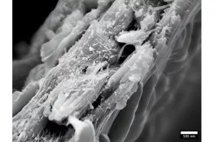 نوعی چوب جدید که می‌تواند در جذب کربن بسیار کارآمد باشد