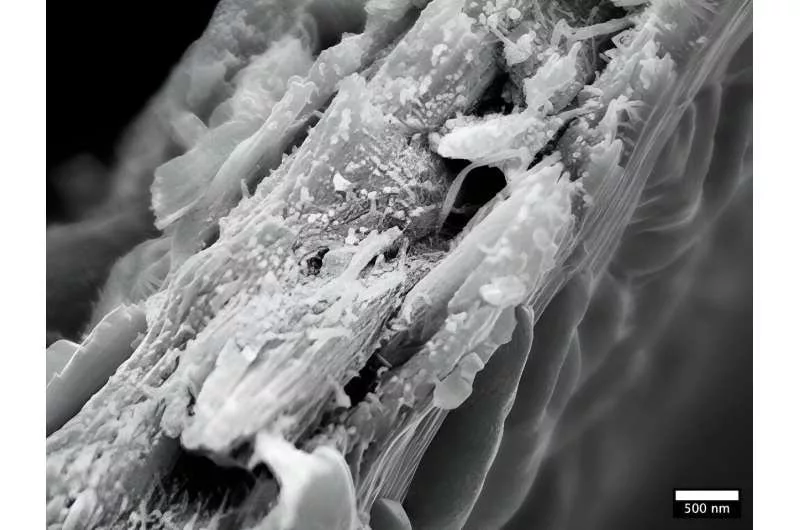 نوعی چوب جدید که می‌تواند در جذب کربن بسیار کارآمد باشد