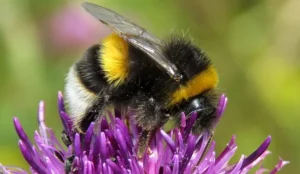 گرما توانایی زنبورهای عسل در تشخیص عطر گل‌ها را تا 80 درصد کاهش دهد.