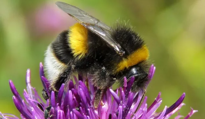 گرما توانایی زنبورهای عسل در تشخیص عطر گل‌ها را تا 80 درصد کاهش دهد.