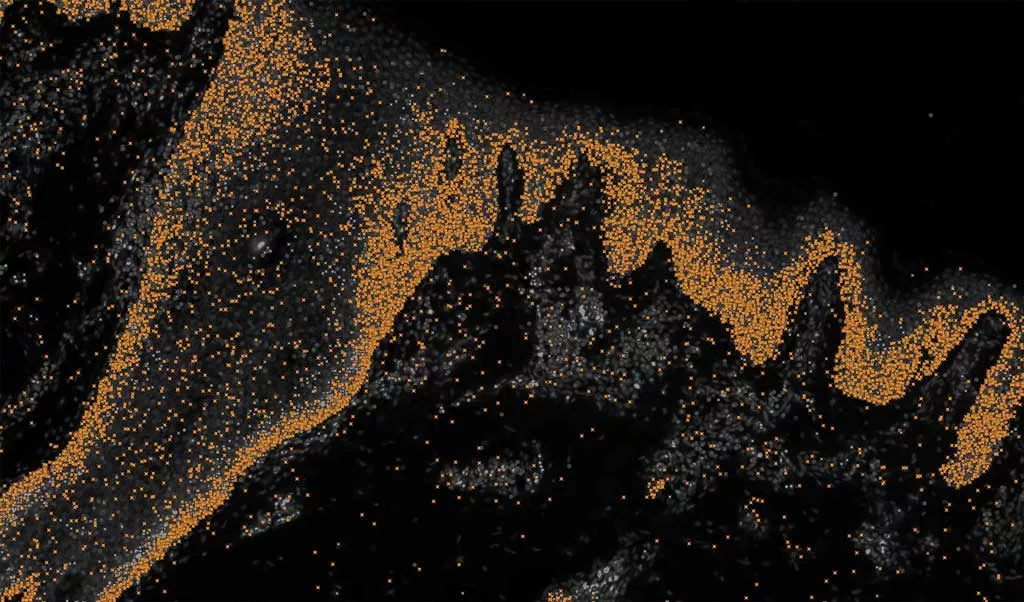 1729418221 431 پژوهشی تازه در حوزه پوست می‌تواند به افت شدت علائم.webp