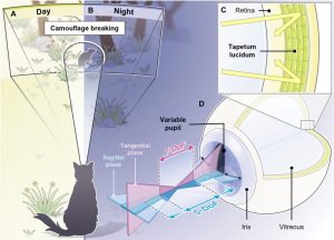 طراحی سیستم بینایی با الهام از چشم گربه‌ها