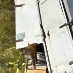 واژگونی کامیون حامل میمون‌های مبتلا به ویروس‌های خطرناک در آمریکا_دانشجو