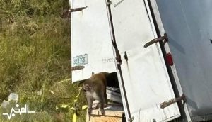 واژگونی کامیون حامل میمون‌های مبتلا به ویروس‌های خطرناک در آمریکا