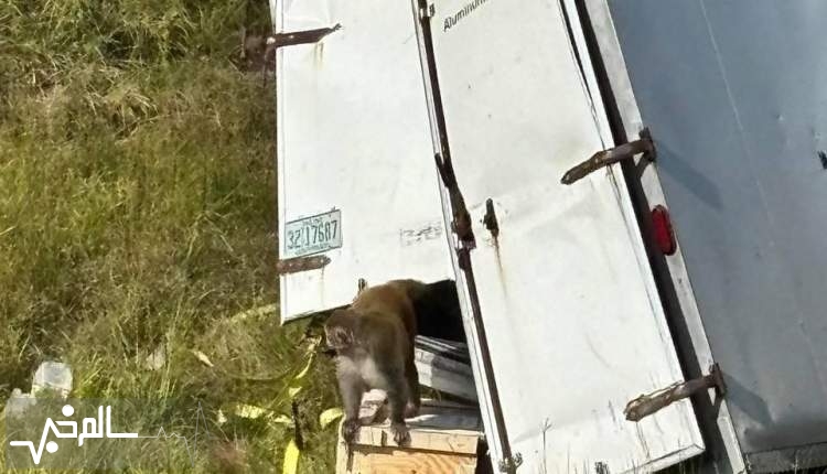 واژگونی کامیون حامل میمون‌های مبتلا به ویروس‌های خطرناک در آمریکا